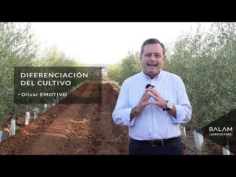 4. ¿Cómo rentabilizar el olivar tradicional?