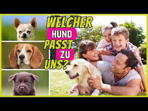 Top 10 Hunderassen für Familien | Die "besten" Familienhunde