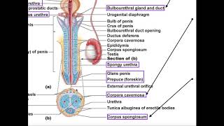 Male Reproductive Anatomy: Penis and Urethra