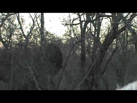 Naughty Elephant Charging