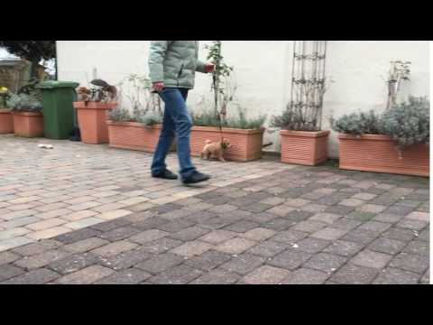 Allora Appassionati Danilo, 8,5 weeks