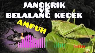 Download lagu masteran jangkrik vs belalang kecek || walang kecek mp3