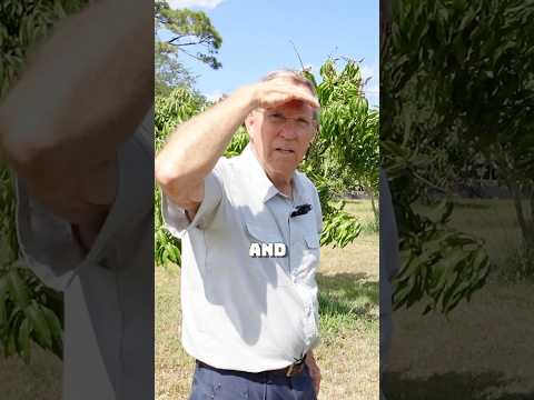 L'espacement a un impact sur les champignons et les spores des manguiers