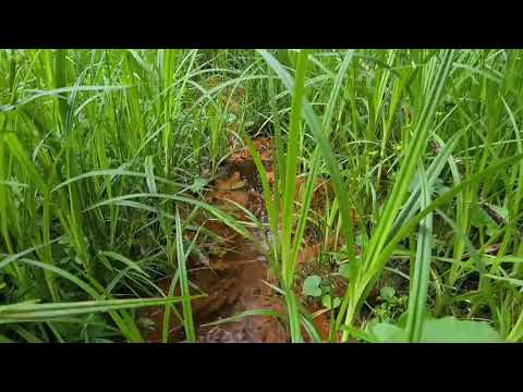 Mofeta im. prof. Henryka Świdzińskiego w potoku Złockiem