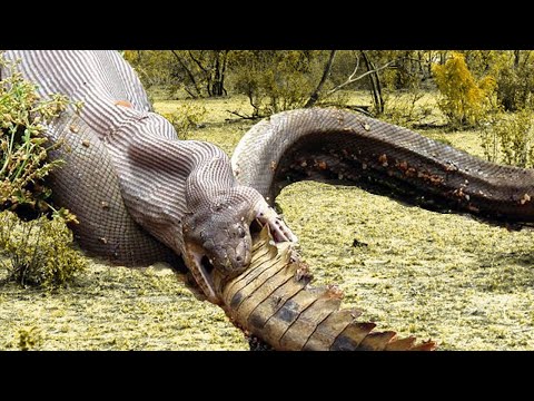 Extremer Kampf Krokodil gegen Schlange
