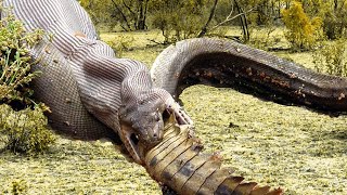 Extreme fight Crocodile vs Snake Wild Animals Atta