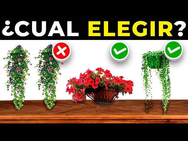 Vídeo relacionado con 2 Pcs Plantas Artificiales Colgantes Plantas Artificiales Decorativas Planta Artificial Colgante Plantas Colgantes Hiedra Plantas Colgantes Artificiales para Cocina Balcón Sala de Estar Jardín