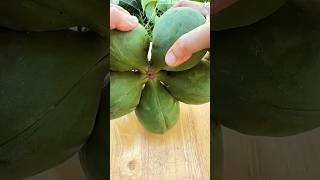 Download lagu Cara cepat membelah buah unik dengan teknik mengetuk-ketuk menggunakan alat sederhana #shorts mp3