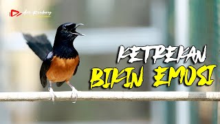 Download lagu KETREKAN PEMANCING EMOSI SEKALI DENGAR LANGSUNG IKUT NYAUT | SHAMA BIRD mp3