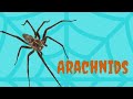 What Is An Arachnid Hint Think Spider