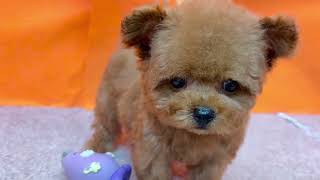 ティーカッププードルの動画01