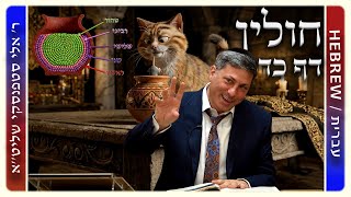 מרכז דף יומי - חולין דף כד. - ר' אלי סטפנסקי שליט"א