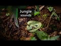 Rainforest Sounds Night In The Jungle