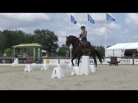 World Championship Working Equitation 2022 in les Herbiers dressage test Mendes Mafalda on ISCO