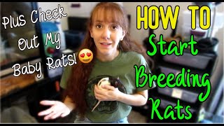 How to Breed Rats! | Rat Breeding 101 | Beginners Guide to Start Breeding Rats | Ball Pythons 101