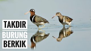 Download lagu Takdir Burung Berkik Jantan mp3