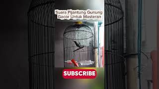 Download lagu Suara Pijantung Gunung Gacor Cocok Untuk Masteran!!! mp3 Download lagu Suara Pijantung Gunung Gacor Cocok Untuk Masteran!!! mp3