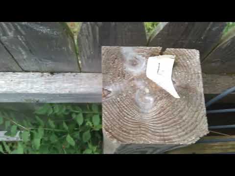 Ants Marching Along the Homeowners Fence in East Brunswick, NJ