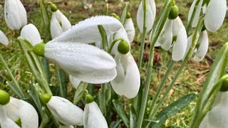 Practical Ascension 2024 – Episode 5 – Becoming Whole.