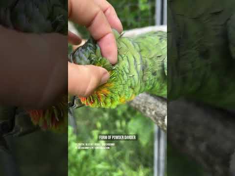 Plenty of pinfeathers to pick - perfect! #featherpreening #parrotfeathers