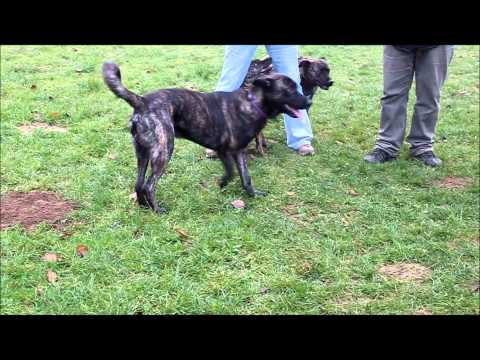 Bardino - Treffen Dortmund