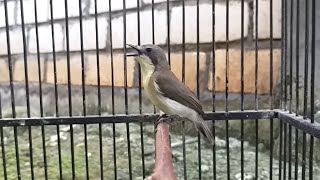 Download lagu Pancingan burung Remetuk laut bahan supaya cepat bunyi gacor mp3