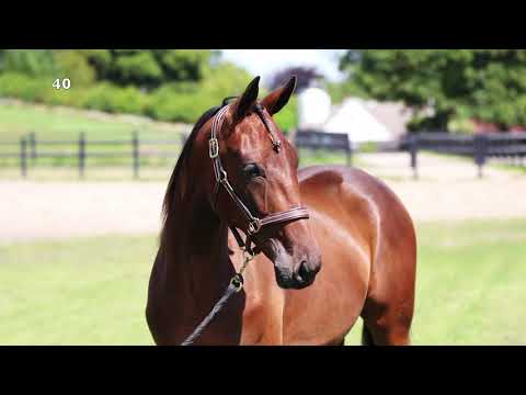 40. High on life Vixi