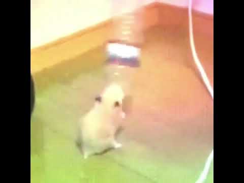 Der Musik Hamster🎵🎵