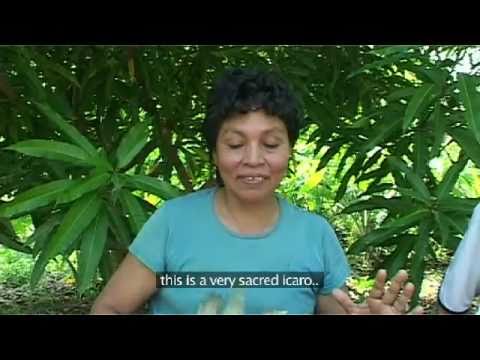 Amazonian Shaman Dona Otilia Sings an Icaro