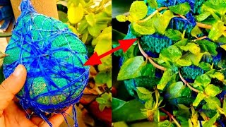 Amazing Ideas | Recycle Kokedama | Soil Ball to Grow Mint at Home for Beginners