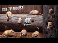Cat TV Mouse Ultimate Hide Seek Challenge Cat Vs Mouse Battle In 4K 8 Hours 60 FPS