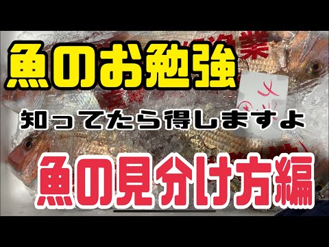 日本の魚の種類と特徴