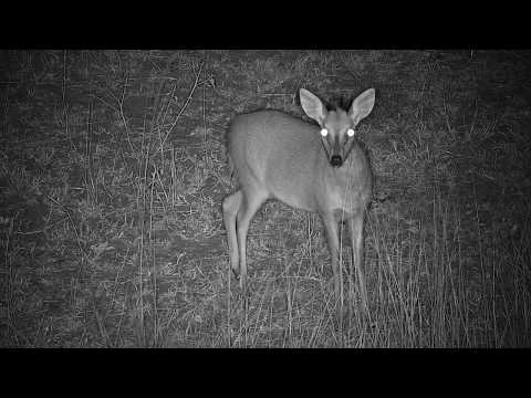 Djuma: Common Grey Duiker male - 18:03 05/18/19