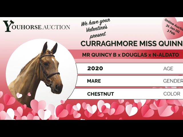 Curraghmore Miss Quinn flatwork