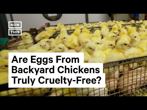 What You Should Know Before Getting Backyard Chickens