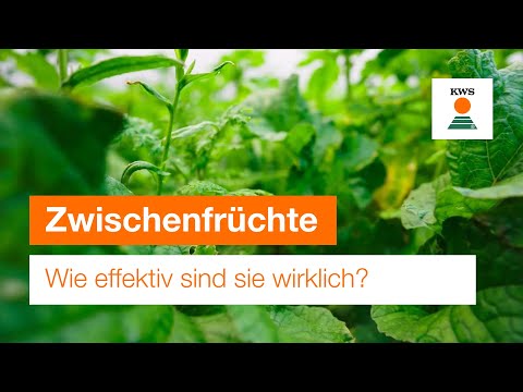 Wie effektiv sind Zwischenfrüchte wirklich?