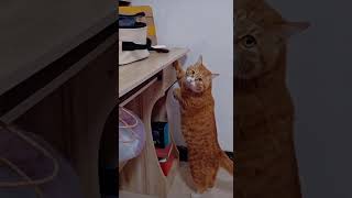 Funny Cat Videos😹#viral#fyp#cutecats#funnycats 