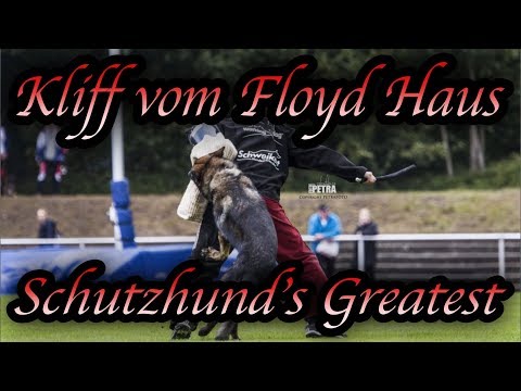 Schutzhunds Greatest Dogs *Kliff vom Floyd Haus*