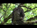 Great Horned Owl (Bubo virginianus) - Preening. Ridgefield Wildlife Refuge, WA.