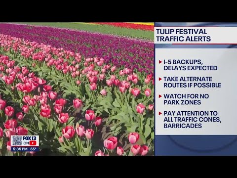 Skagit Valley Tulip Festival: Planning your trip to see the flowers in bloom | FOX 13 Seattle