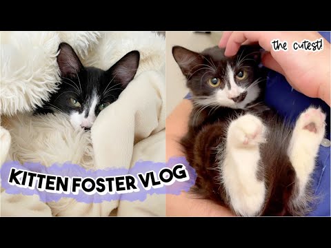 What It's Like to Foster a KITTEN From Start to Finish! // KITTEN FOSTER VLOG 🐾