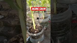 Download lagu unique way to plant corn in a gallon so it can thrive #tutorial #corn #creative #viralshort mp3
