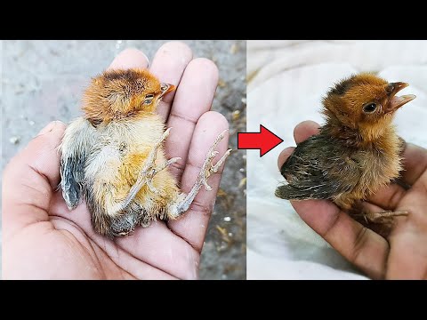 Saving life Of BABY CHICK which was Near To DIE - Chicks Rescue