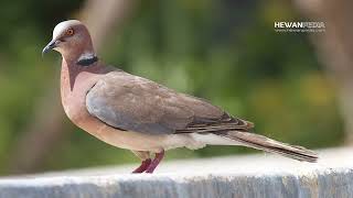 Download lagu suara pikat burung puter geni gacor 100% pasti datang durasi panjang 15.58 mp3 Download lagu suara pikat burung puter geni gacor 100% pasti datang durasi panjang 15.58 mp3
