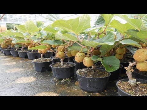 WOW! Amazing New Agriculture Technology - Kiwi Fruit