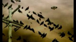 SIKTH - Bland Street Bloom