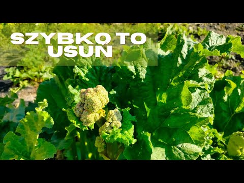 Co zrobić z kwiatostanem rabarbaru? dlaczego rabarbar kwitnie?