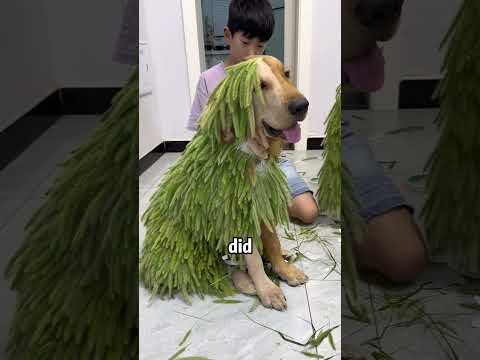 That kid has made his dog half bald