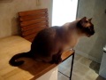 Super Loud Siamese