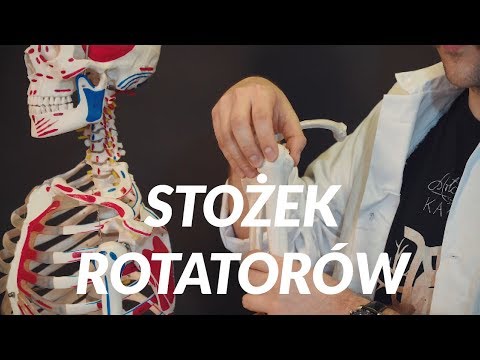 Czerwony mięsień Kulturystyce program szkoleń dla suszenia